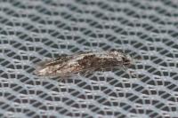 Blastodacna hellerella