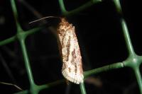 Lozotaeniodes cupressana