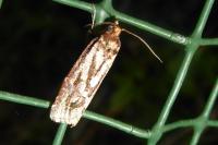Lozotaeniodes cupressana