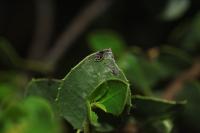 Bucculatrix alaternella