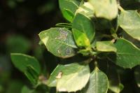 Bucculatrix alaternella