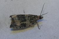 Celypha lacunana