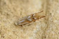Phyllonorycter