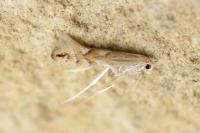 Phyllonorycter