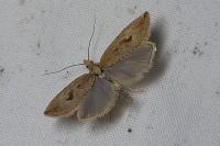 Bactra