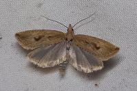 Bactra