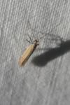 Aspilapteryx tringipennella