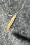 Aspilapteryx tringipennella