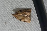 Clepsis spectrana