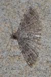 Alucita hexadactyla