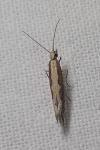 Plutella xylostella