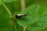 Adela reaumurella