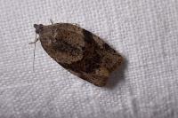 Syndemis musculana