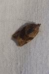 Syndemis musculana