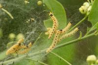 Yponomeuta cagnagella
