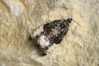 Hedya pruniana