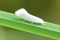 Elachista argentella