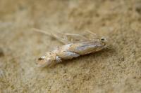 Phyllonorycter
