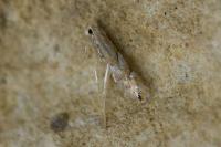 Phyllonorycter
