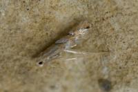 Phyllonorycter