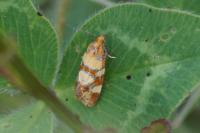Aethes tesserana