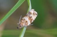 Celypha cespitana