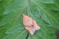 Clepsis consimilana