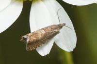 Dichrorampha acuminatana