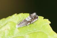 Grapholita compositella