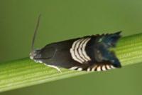 Grapholita compositella
