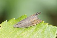 Grapholita gemmiferana