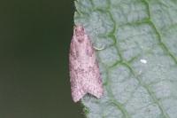 Cnephasia