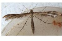 Oxyptilus