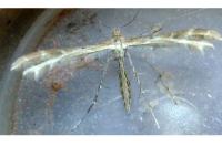 Oxyptilus