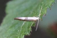 Argyresthia spinosella