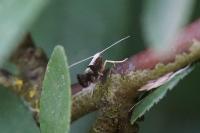 Argyresthia spinosella
