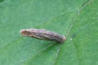 Coleophora