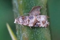 Lobesia botrana