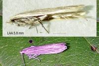 Coleophora lassella