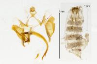 Coleophora lassella