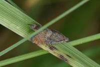 Dichrorampha