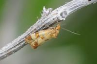 Aethes tesserana
