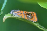 Olethreutes arcuella