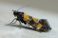 Chrysoesthia sexguttella