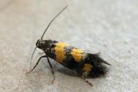 Chrysoesthia sexguttella