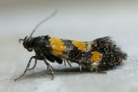 Chrysoesthia sexguttella