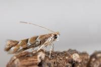 Cameraria ohridella