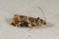 Lobesia reliquana