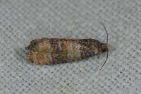Piniphila bifasciana
