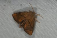 Apoda limacodes